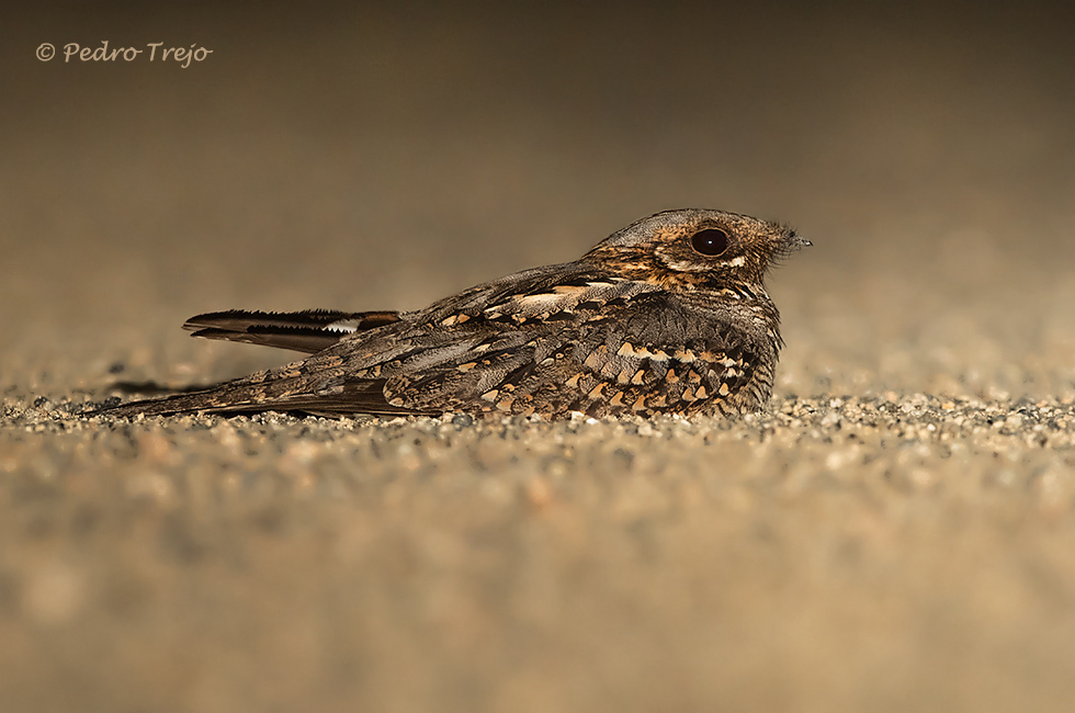 Chotacabras cuellirrojo (Caprimulgus ruficollis)